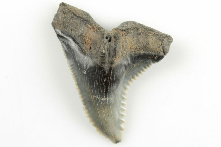 1.47" Snaggletooth Shark (Hemipristis) Tooth - Aurora, NC